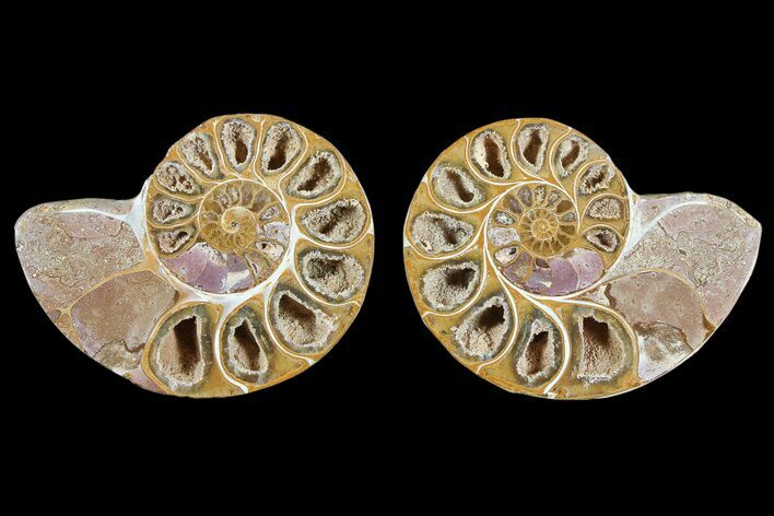 Cut & Polished, Agatized Ammonite Fossil - Jurassic #93529